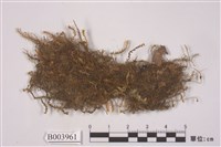 藏品(苔類 )的圖片